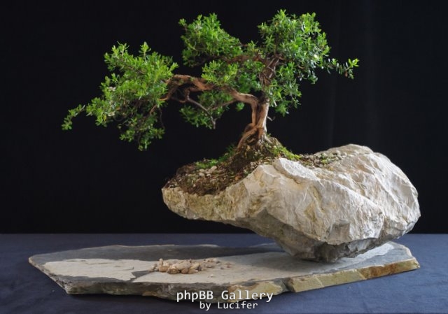 Leptospermum rupestre by Will IslandBonsai