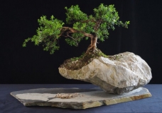 Leptospermum rupestre by Will IslandBonsai