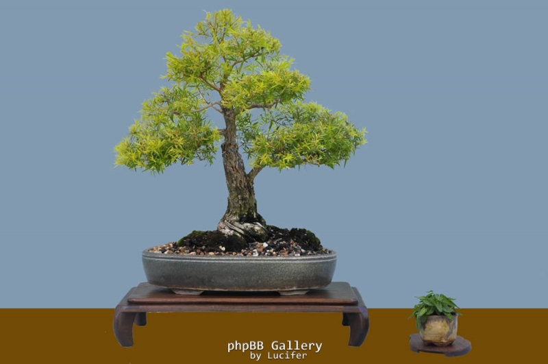 Melaleuca bracteata by MelaQuin