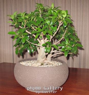 Port Jackson Fig by cre8ivbonsai