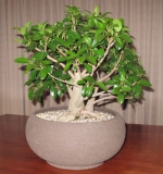 Port Jackson Fig by cre8ivbonsai