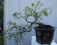 Syzygium Australe by DucVu