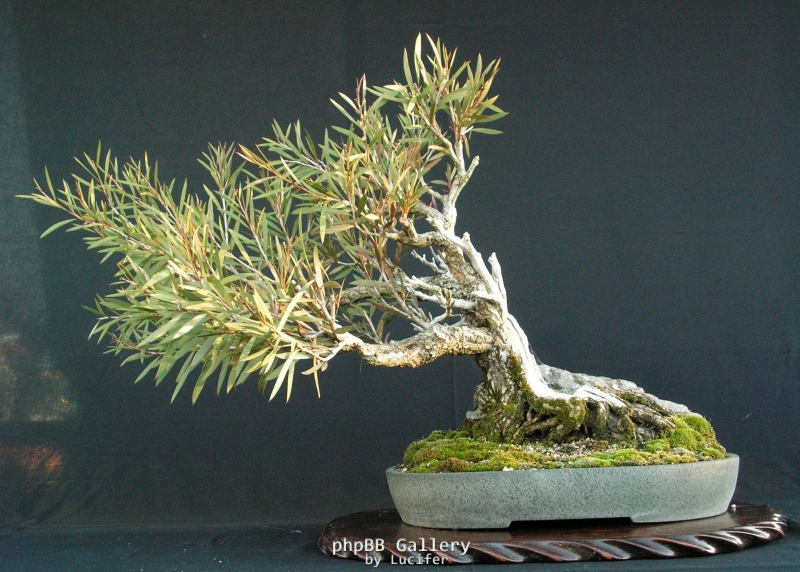 Callistemon seiberi by shibui