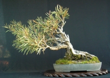 Callistemon seiberi by shibui