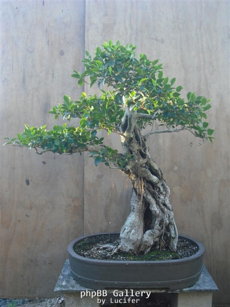 Ficus Eugenoides by Tony Bebb