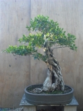 Ficus Eugenoides by Tony Bebb