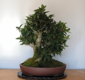 Ficus rubiginosa 1 by shibui