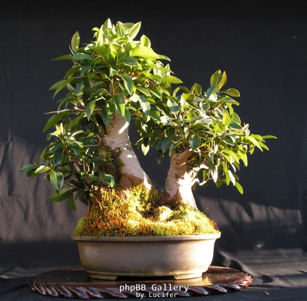 Ficus rubiginosa 2 by shibui