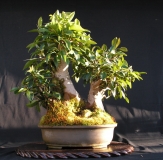 Ficus rubiginosa 2 by shibui