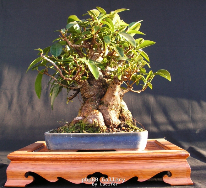 Ficus rubiginosa 3 by shibui