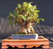 Ficus rubiginosa 3 by shibui