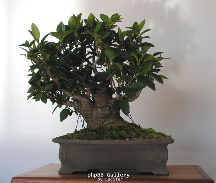 Ficus rubiginosa 4 by shibui