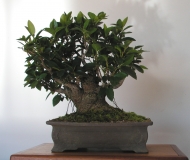 Ficus rubiginosa 4 by shibui