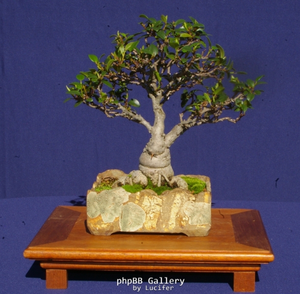 Ficus rubiginosa by kcpoole
