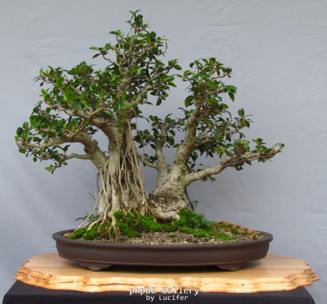 Ficus rubiginosa by valjean