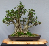 Ficus rubiginosa by valjean