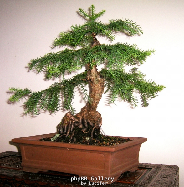 ARAUCARIA CUNNINGHAMII Hoop Pine by BonsaiWorld