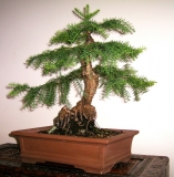 ARAUCARIA CUNNINGHAMII Hoop Pine by BonsaiWorld