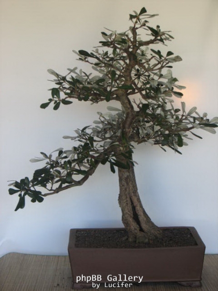 Banksia integrifolia 2 by Lynette