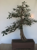 Banksia integrifolia 2 by Lynette