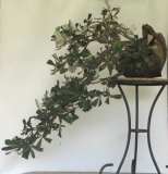 Banksia integrifolia by Lynette