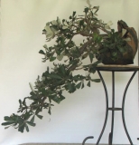 Banksia integrifolia by Lynette