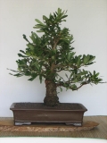 Banksia serrata by Lynette