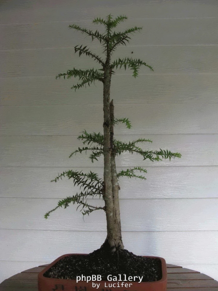 Bunya Pine by BonsaiBruce