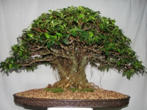Ficus eugenoides by Shannon