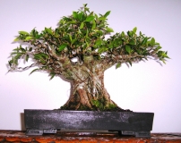 Ficus Rubiginosa by BonsaiWorld