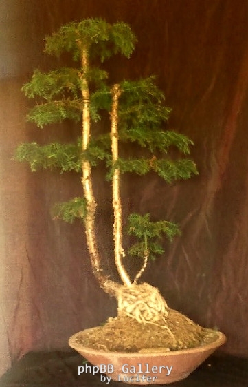 hoop pine- araucaria cunninghamii by Jamie