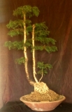 hoop pine- araucaria cunninghamii by Jamie