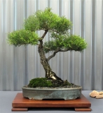 Melaleuca alternifolia by MeaQuin