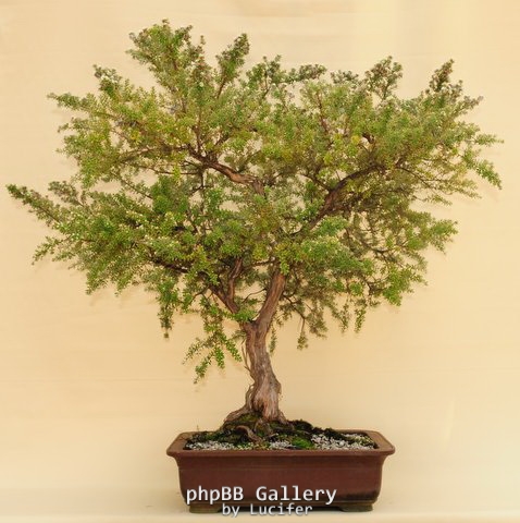 Woolly Teatree by Will IslandBonsai