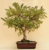 Woolly Teatree by Will IslandBonsai