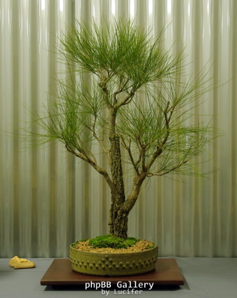 No. 11 Casuarina cunninghamiana