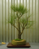 No. 11 Casuarina cunninghamiana