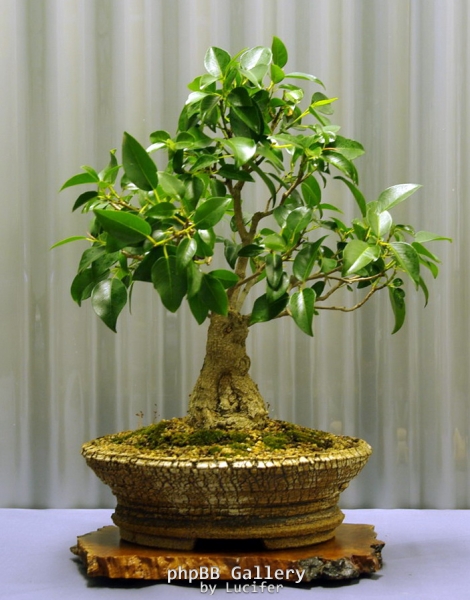 No. 12 Ficus rubiginosa