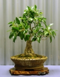 No. 12 Ficus rubiginosa