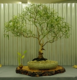No. 13 Eucalyptus scoparia