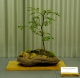 No. 14 Nothofagus cunninghamii