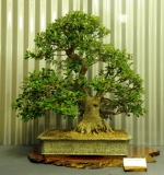 No. 15 Banksia integrifolia