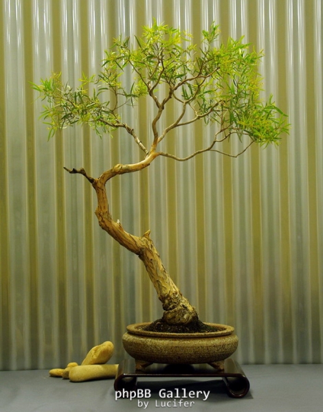 No. 18 Eucalyptus nicholii