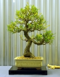 No. 2 Banksia marginata