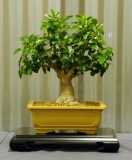 No. 26 Ficus rubiginosa