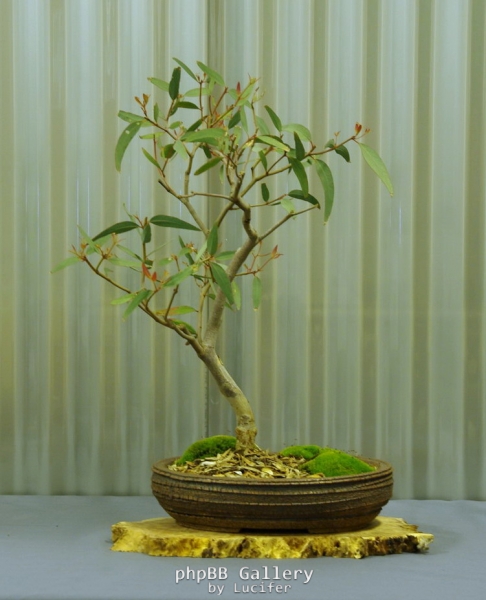 No. 27 Eucalyptus rossii