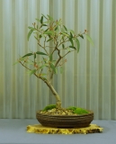 No. 27 Eucalyptus rossii