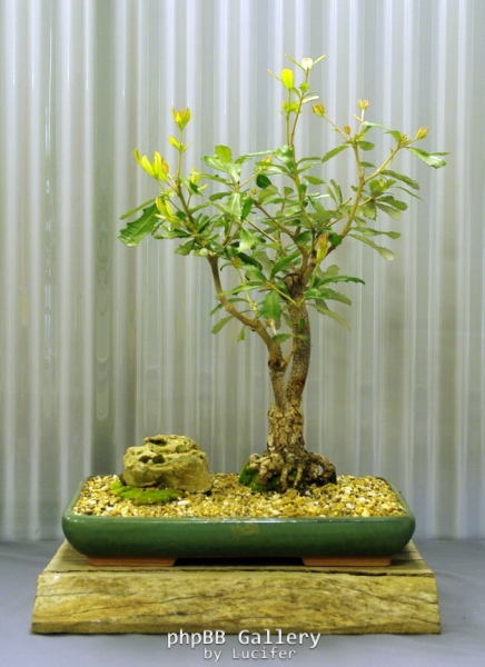 No. 30 Banksia integrifolia