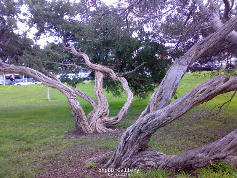 tea tree lorne foreshore