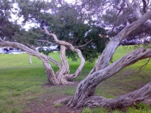 tea tree lorne foreshore